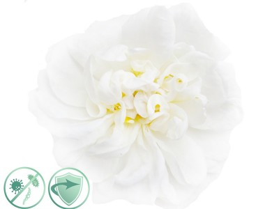 alfapureo (New Aroma) White Flower - Dezinfekn aroma olej 200 ml